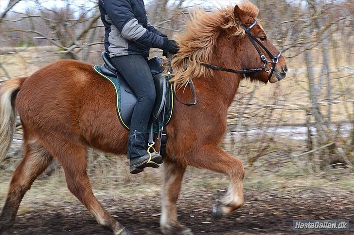 Islænder Raudstjarni ny-nørregård - nyt (: billede 8