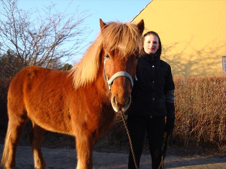 Islænder Raudstjarni ny-nørregård - Nyt (; billede 2