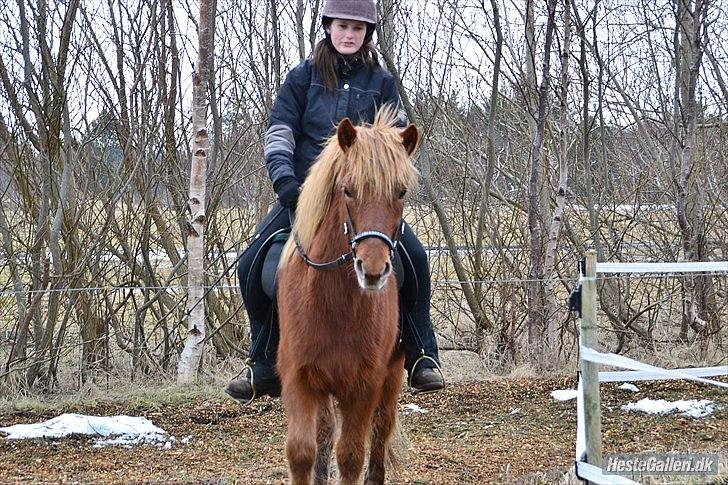 Islænder Raudstjarni ny-nørregård - nyt (; billede 3