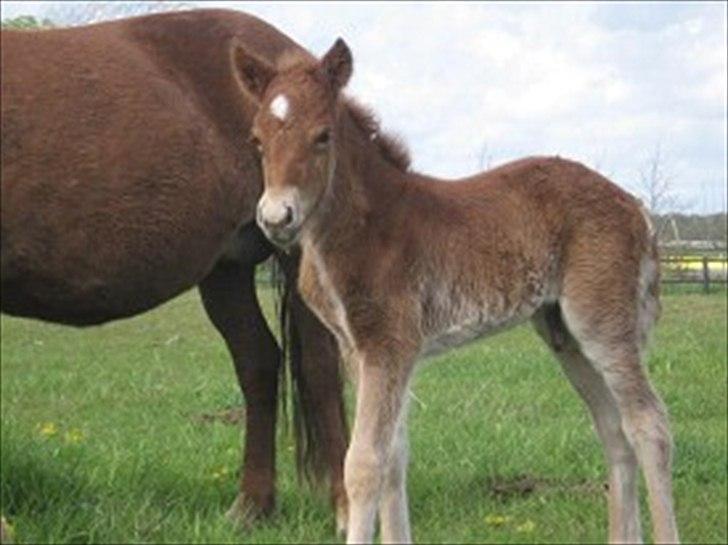 Islænder Raudstjarni ny-nørregård billede 5