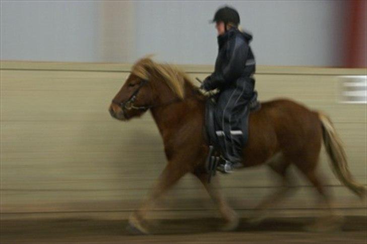 Islænder Raudstjarni ny-nørregård billede 6