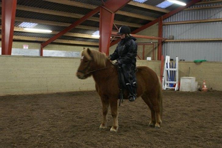 Islænder Raudstjarni ny-nørregård billede 7