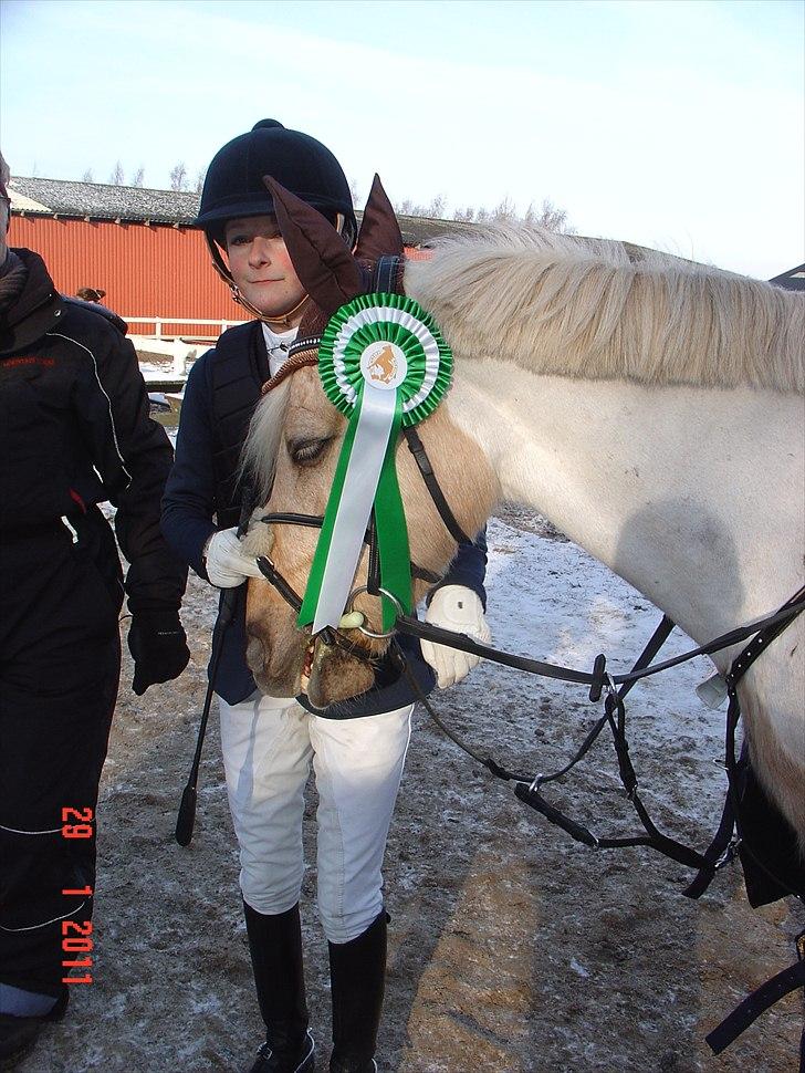 Irsk Sportspony Million Dollar Baby - Vemmelev Rideklub d.29/1 2011 meget træt pony billede 15
