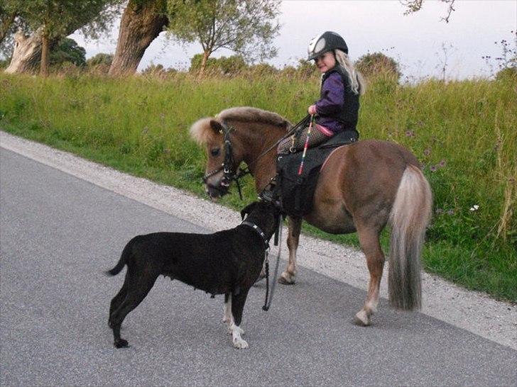 Shetlænder Florboe's Nuser - Hyggetur sammen med min hund. Sommer 2010 billede 11