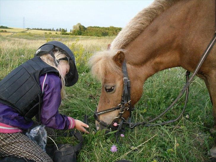 Shetlænder Florboe's Nuser - Picnic med Nuser. Sommer 2010 billede 12