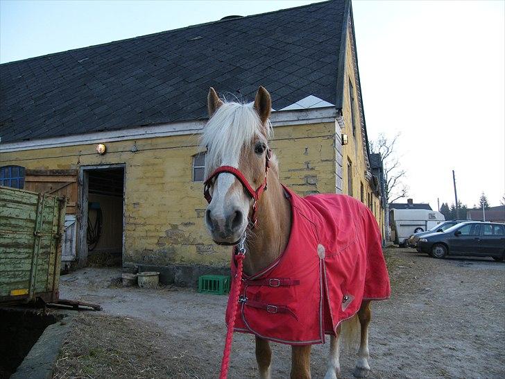 Tyroler Haflinger Kora Elghuset Tidl.part - Foran stalden på en kold dag billede 6