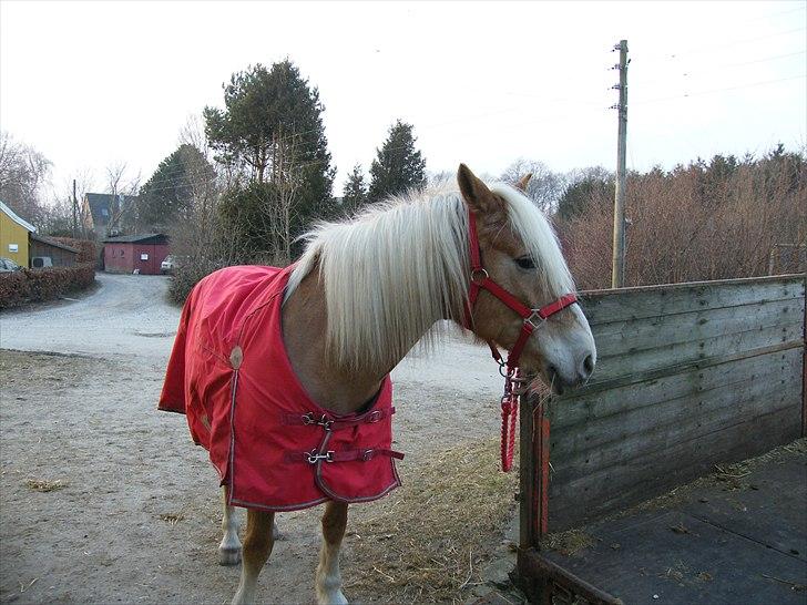 Tyroler Haflinger Kora Elghuset Tidl.part - Hvorfor skal dog stå her?  billede 7