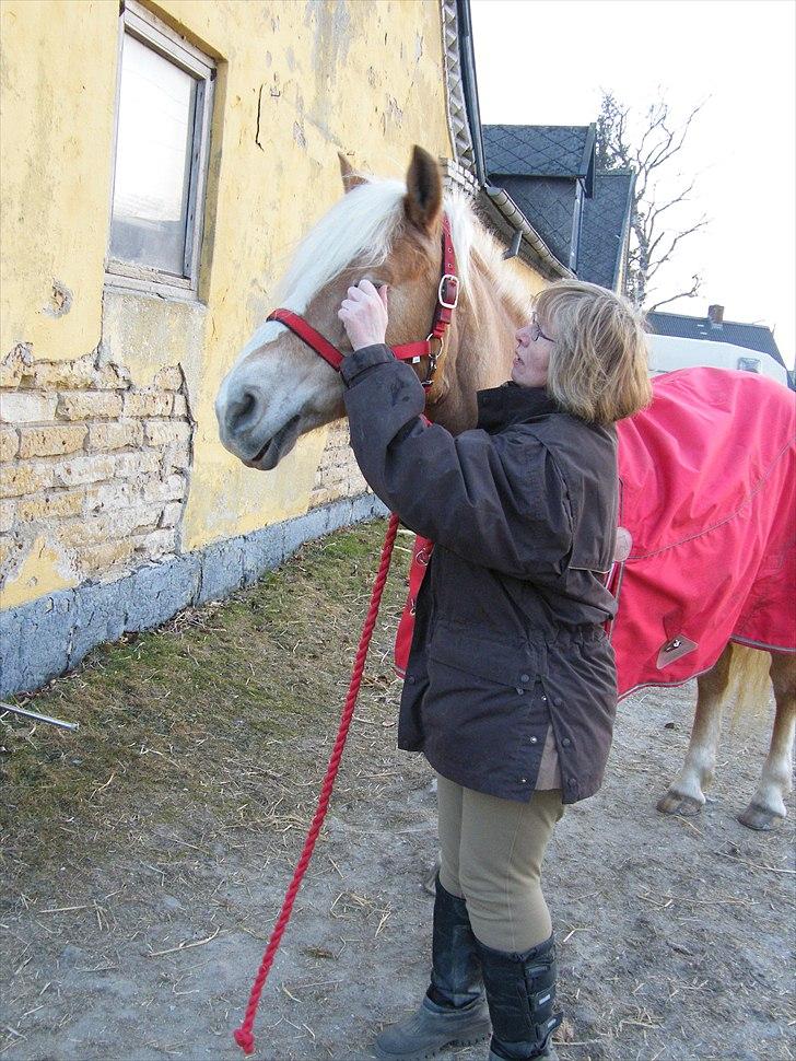Tyroler Haflinger Kora Elghuset Tidl.part - Kora har noget i øjet billede 8