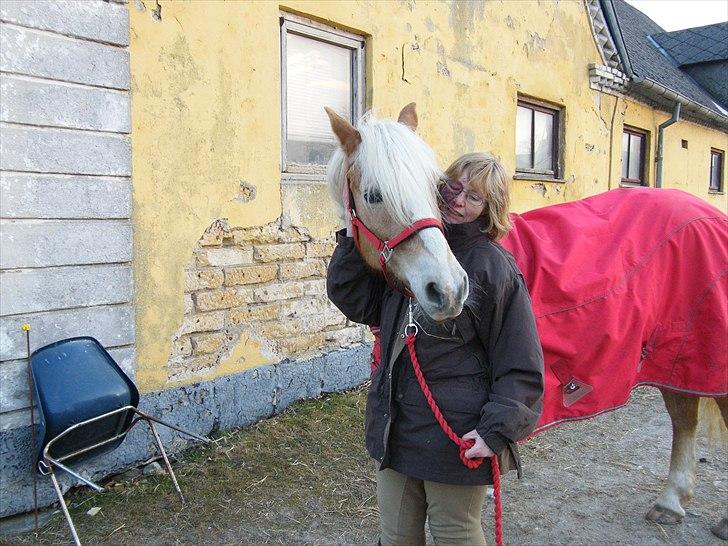 Tyroler Haflinger Kora Elghuset Tidl.part billede 10