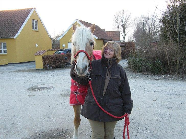 Tyroler Haflinger Kora Elghuset Tidl.part billede 11