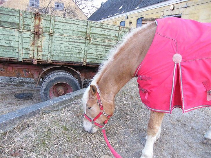 Tyroler Haflinger Kora Elghuset Tidl.part - Mon ikke det her græs kan spise? billede 12