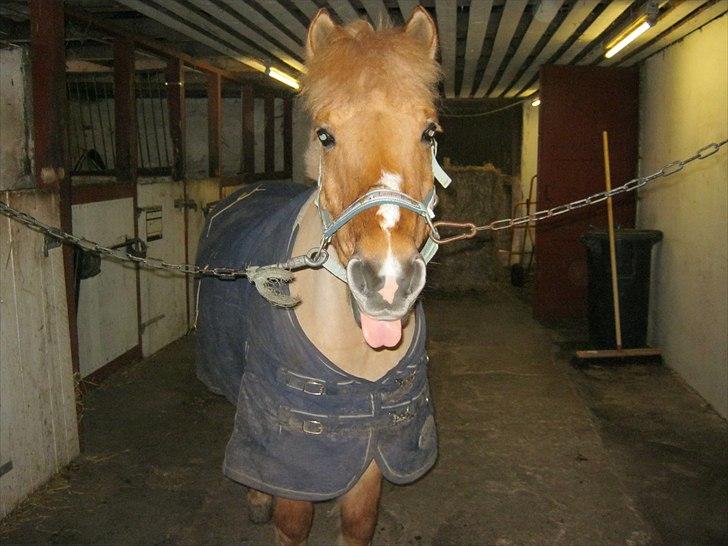 Anden særlig race - Frederik - - En pony der altid er altid er glad <3 billede 12