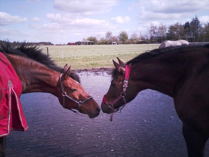 New Forest Starlight billede 4