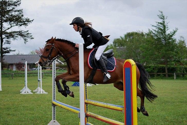 New Forest Filur - B-Pony - <3 billede 10