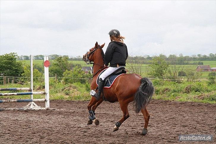 New Forest Filur - B-Pony - seje billede 11