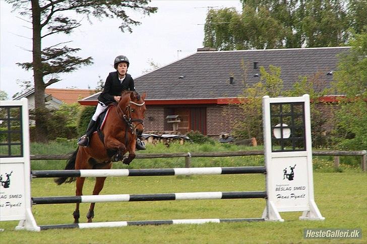 New Forest Filur - B-Pony - babe billede 12