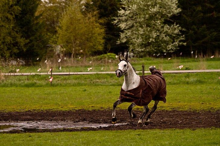 Arabisk fuldblod (OX) ja'pih billede 13