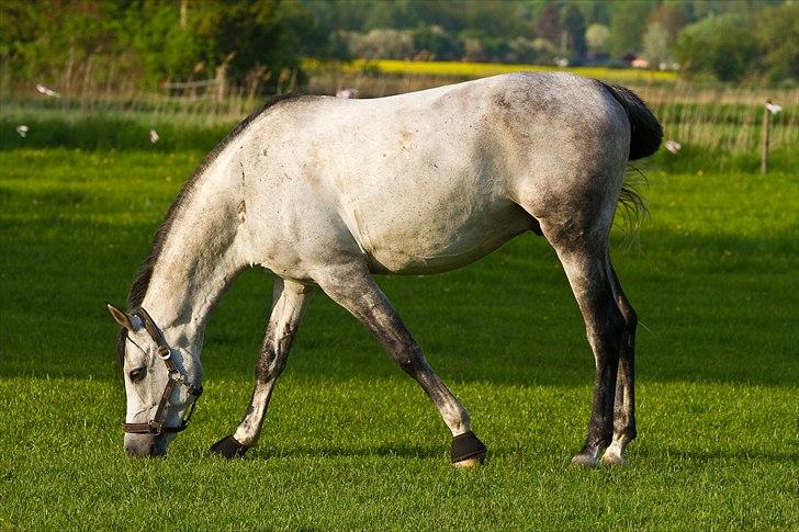 Arabisk fuldblod (OX) ja'pih billede 15