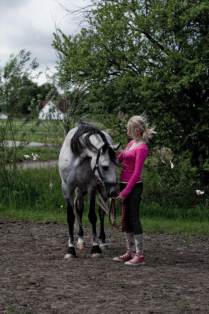 Arabisk fuldblod (OX) ja'pih billede 18