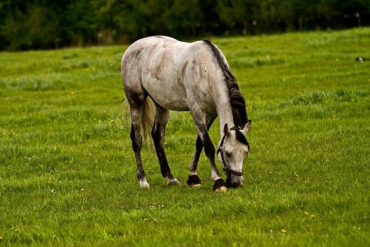 Arabisk fuldblod (OX) ja'pih billede 19