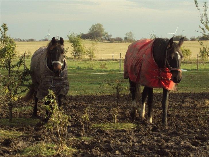 Oldenborg la luna billede 4