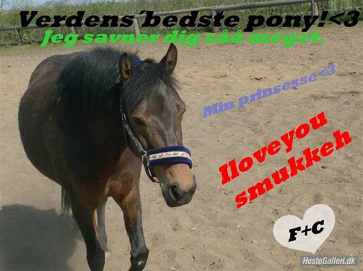 Anden særlig race R.I.P Flika :'(<3 - Verdens fantastiske pony<3 JEG SAVNER DIG;* billede 20