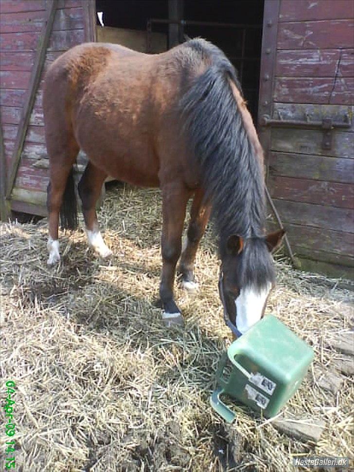 Welsh Pony (sec B) Mille billede 7