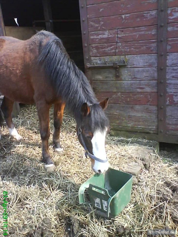 Welsh Pony (sec B) Mille billede 12