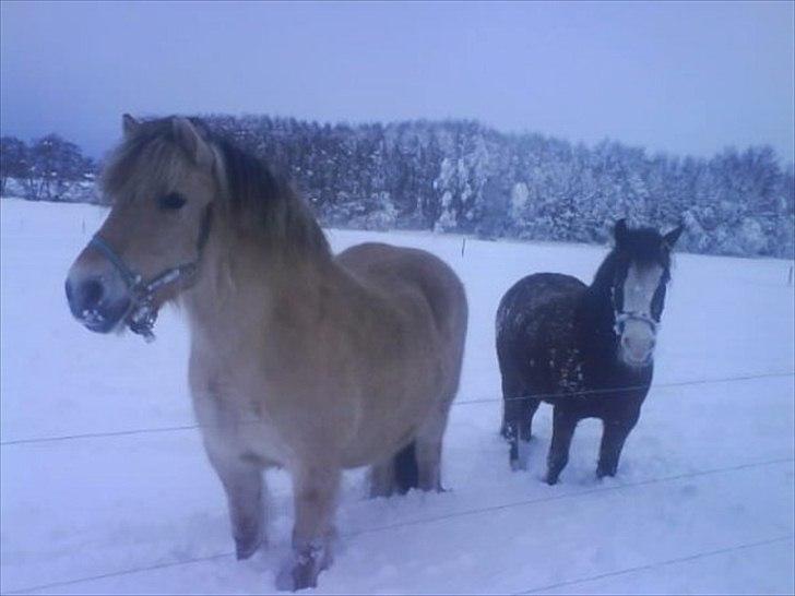 Welsh Pony (sec B) Mille - Mille som der står med vores gamle fjordhest Bella. billede 8