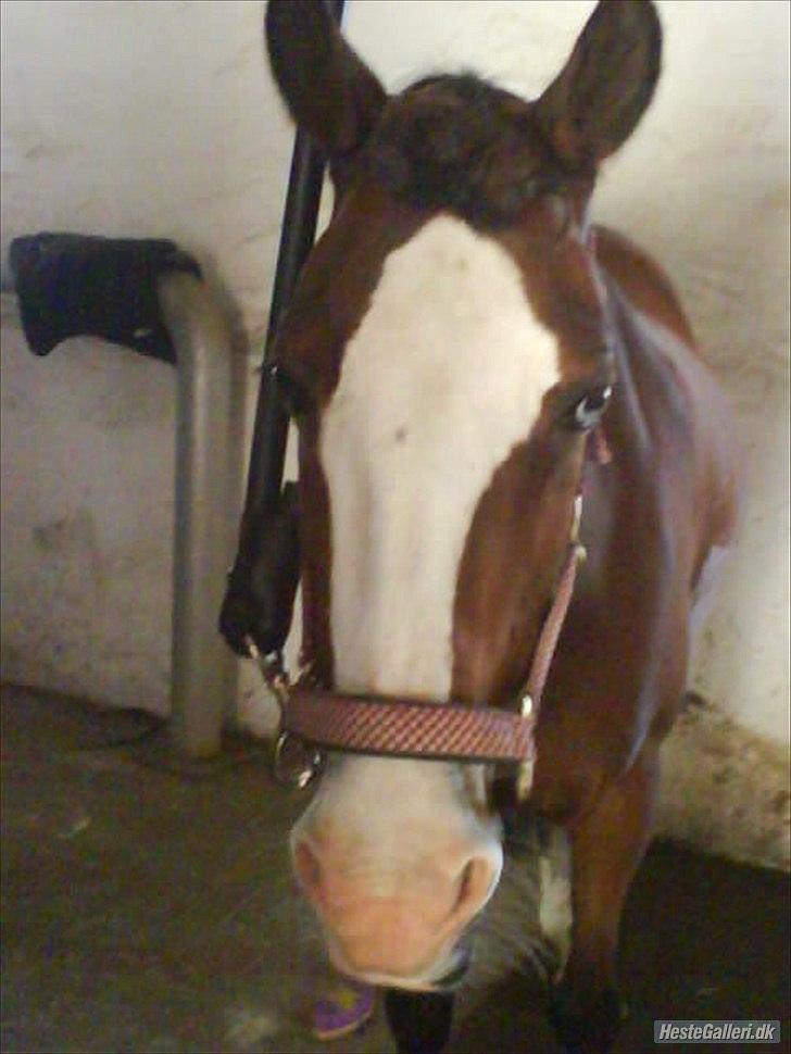 Welsh Pony (sec B) Mille - Mig og min veninde havde lavet en rosenknob på mille, og det begyndte hurtigt at krølle. billede 9