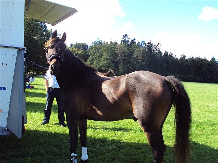 Connemara carat mårsø <3 billede 5