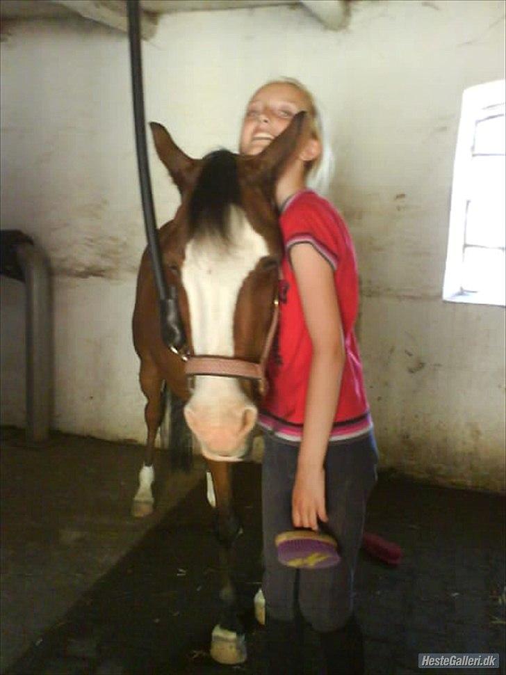 Welsh Pony (sec B) Mille billede 10