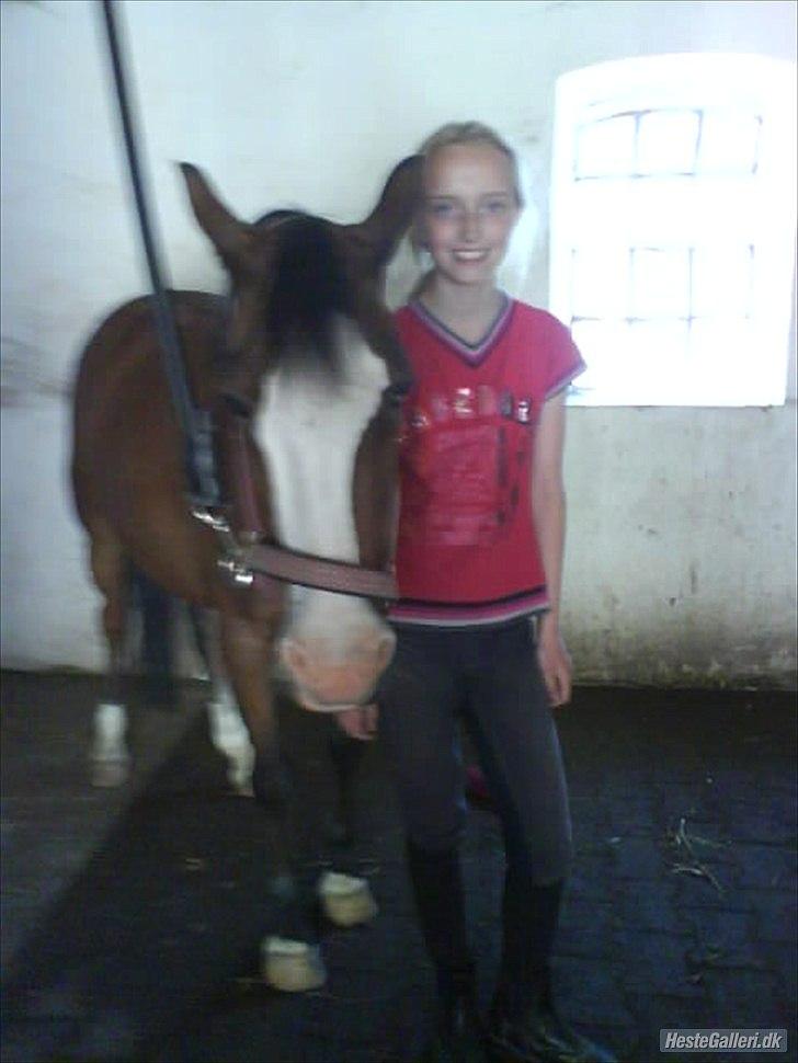 Welsh Pony (sec B) Mille billede 11