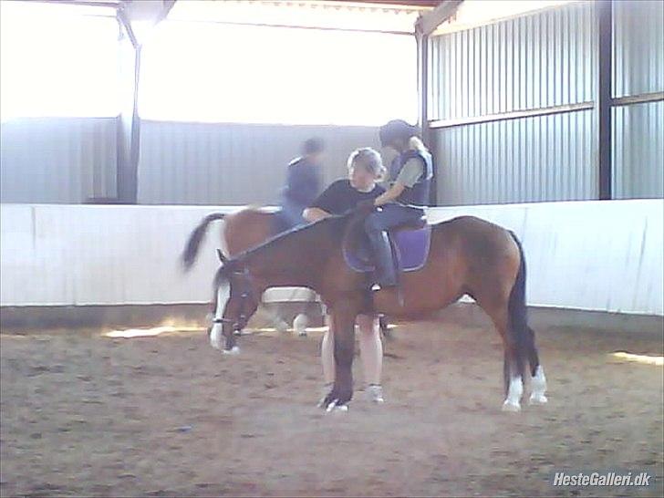 Welsh Pony (sec B) Mille - Mille får lige spændt gjord i ridehuset. billede 13
