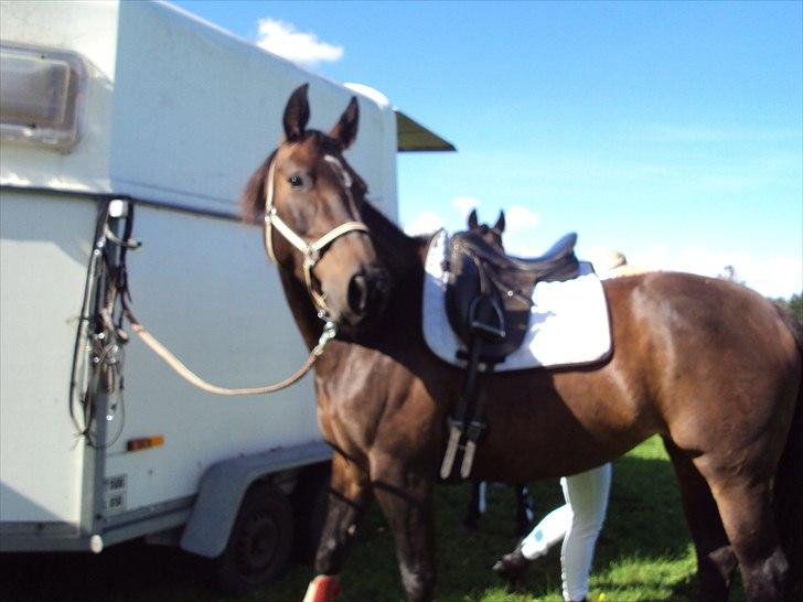 Oldenborg la luna billede 6