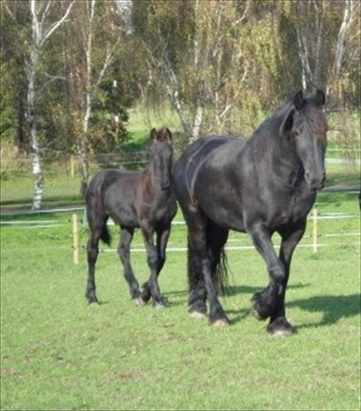 Frieser Linda A - linda og hendes føl willem :-)  billede 8