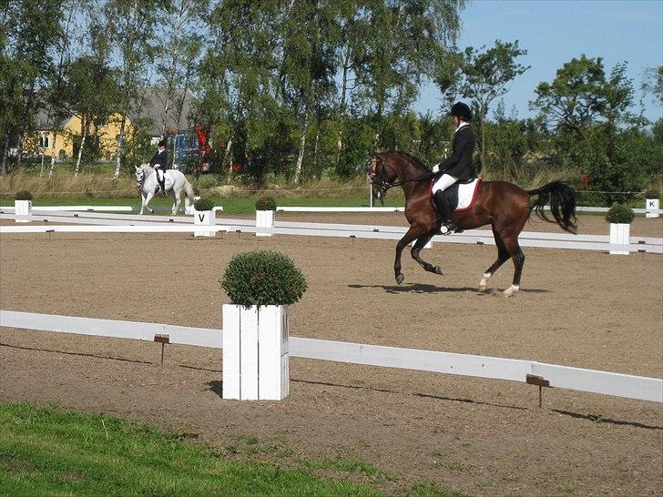 Tysk Sportspony Marlow H - solgt billede 19