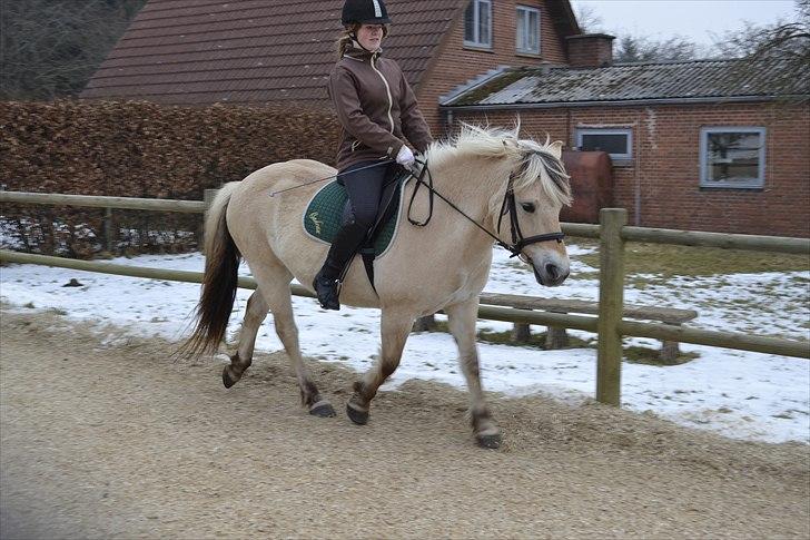 Fjordhest Berta <3 - #Fotograf: Laura Møller# billede 14