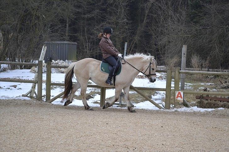 Fjordhest Berta <3 - #Fotograf: Laura Møller# billede 15