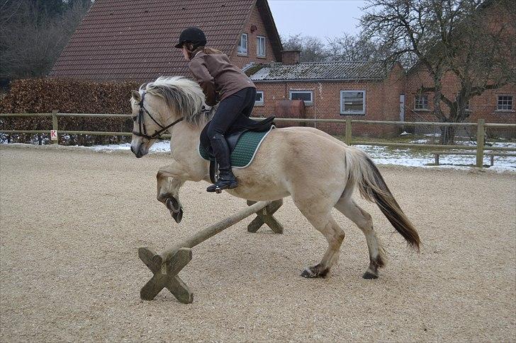 Fjordhest Berta <3 - #Fotograf: Laura Møller# billede 16