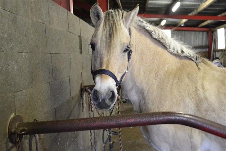 Fjordhest Berta <3 - #Fotograf: Anne-Mette Fogh# billede 17