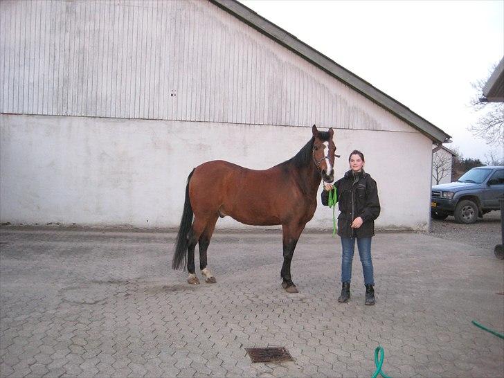 Tysk Sportspony Fin - nutid og datid for os som altid billede 2