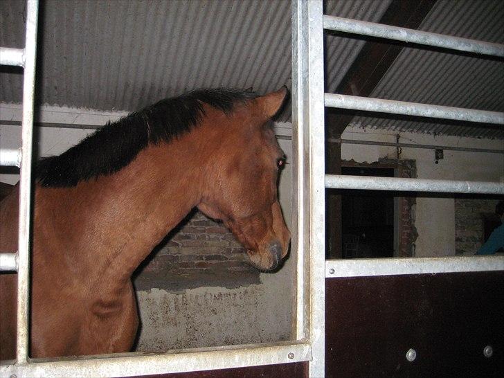 Tysk Sportspony Fin billede 3