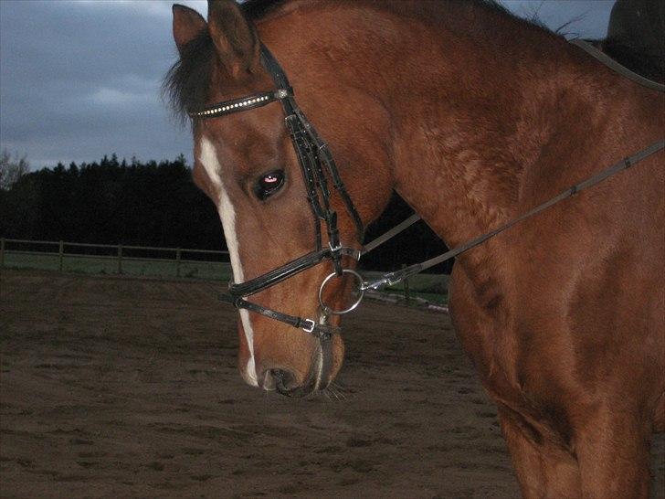 Tysk Sportspony Fin billede 4