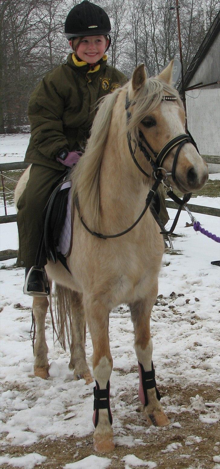 Welsh Pony (sec B) Fantasie  - Anne Sofie og Fantasie feb. 2011 billede 11