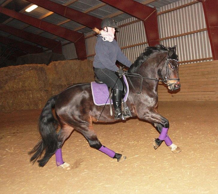 Schweres Warmblut Leonie billede 1