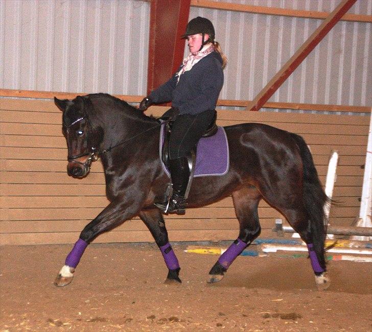 Schweres Warmblut Leonie billede 2