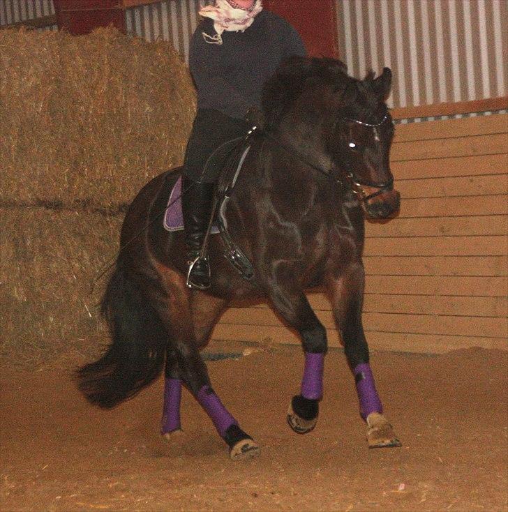 Schweres Warmblut Leonie billede 4