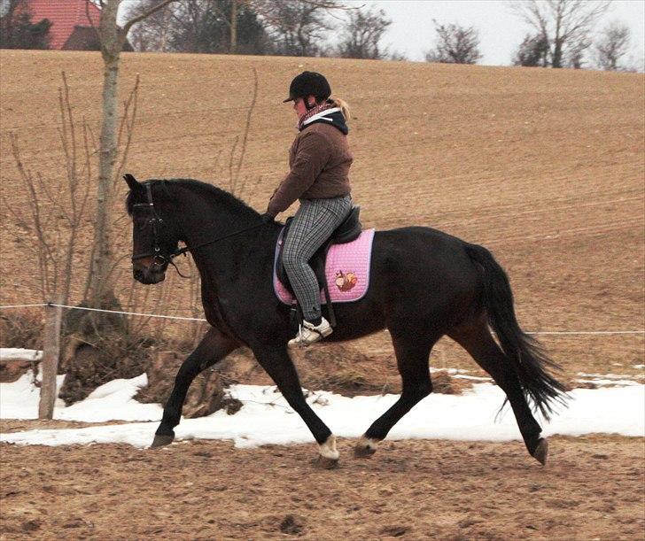 Schweres Warmblut Leonie billede 5