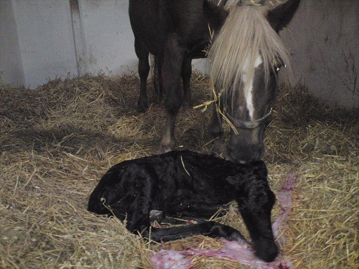 Anden særlig race  Annabell billede 1
